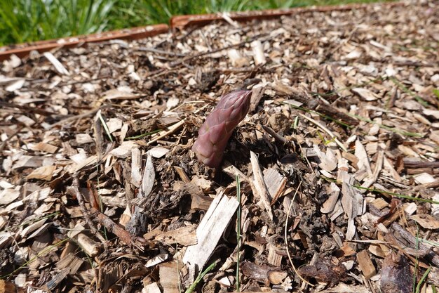 Foto el cultivo de espárragos espárrago germinando en lechos elevados el flujo de espárragos creciendo en el patio trasero