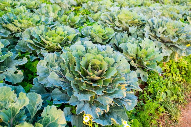 Cultivo flor de repolho crescendo