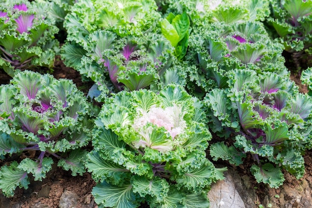 Cultivo flor de repollo creciente