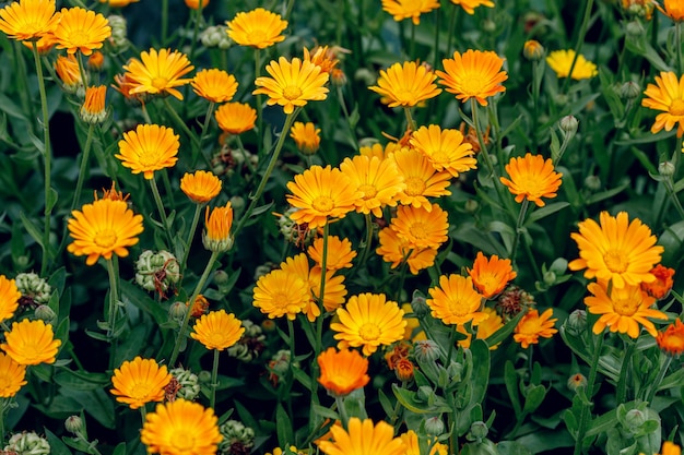 Cultivo de flores de caléndula