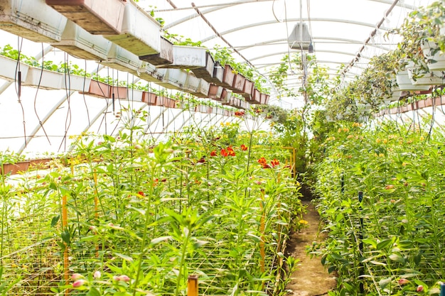 Cultivo de flores en condiciones de invernadero.