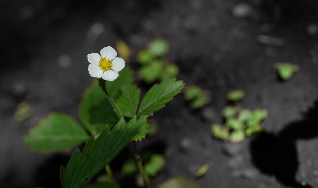 Cultivo de flores de fresa