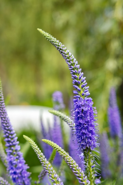 Cultivo de flores de speedwell de patio trasero, vívidas flores de verónica perenne, fondo floral