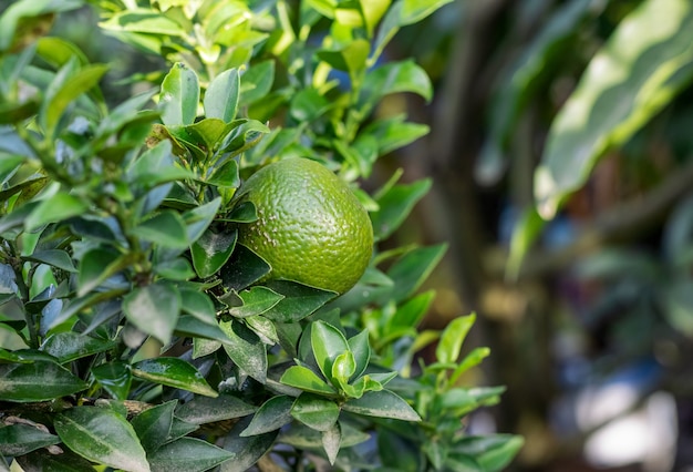 Cultivo de frutos de naranja verde en el árbol en el jardín