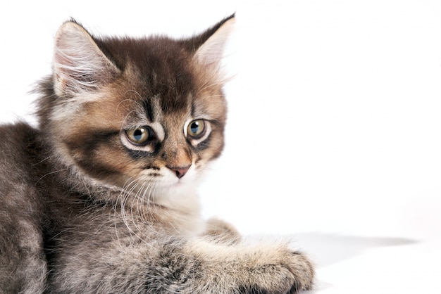 Cultivo de gatito gris aislado en blanco.