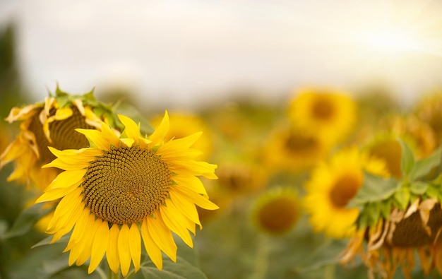 Cultivo de girasol al amanecer con enfoque selectivo y fondo desenfocado