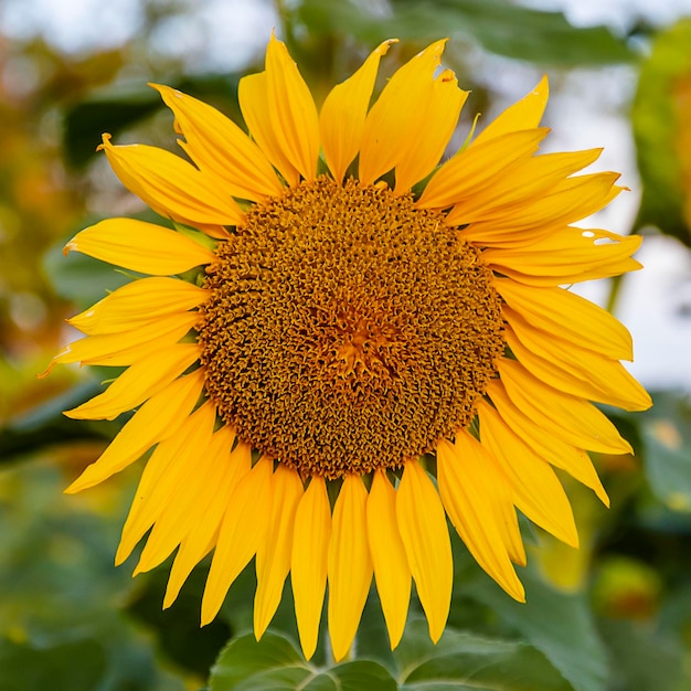 Cultivo de girasol al amanecer en las montañas de Alicante