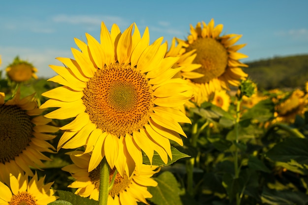 Cultivo de girasol al amanecer en las montañas