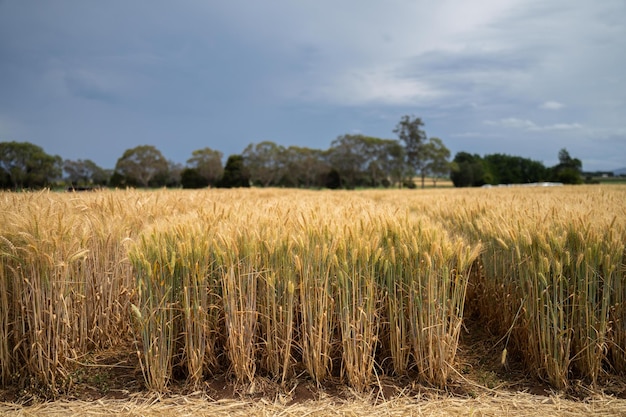 cultivo de grano de trigo en un campo en una granja que crece en filas que crece un cultivo en una de las cabezas de semilla de trigo maduro listo para la cosecha plantas de cebada de cerca