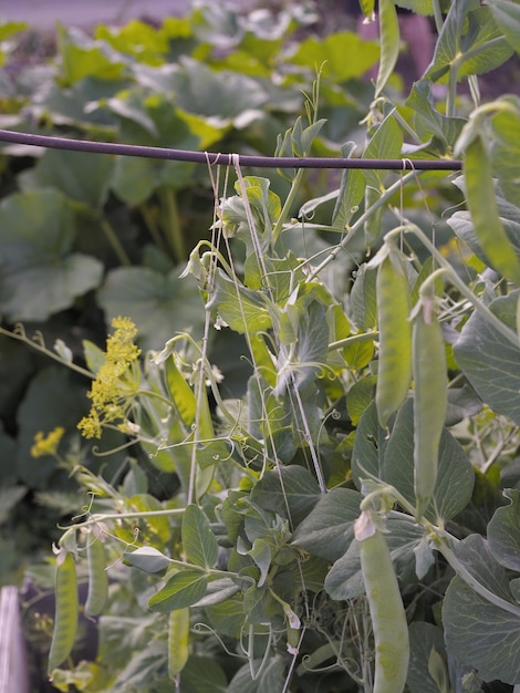 Foto cultivo de guisantes