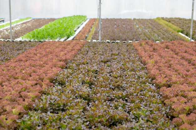 Foto cultivo hidropónico de encino en invernadero para exportación al mercado. interior de la finca hidropónica. granja de hortalizas en hidroponía.
