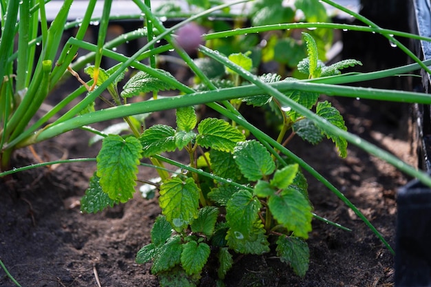 Cultivo de hierbas ecológicas en el jardín cebolla menta tomillo