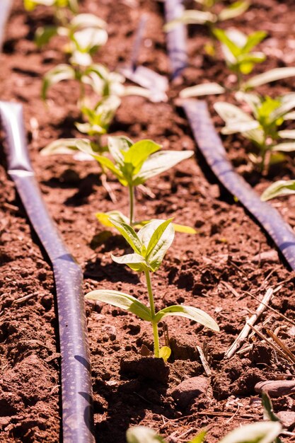 Cultivo de hierbas en huerto.