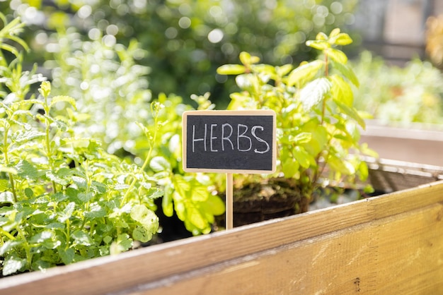 Cultivo de hierbas picantes en el huerto casero