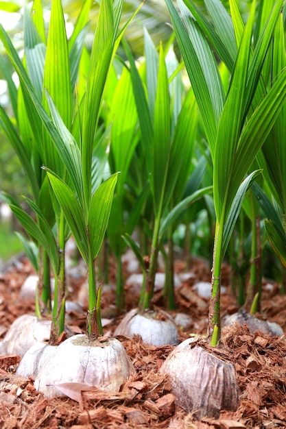 Cultivo de hojas jóvenes de coco para el fondo