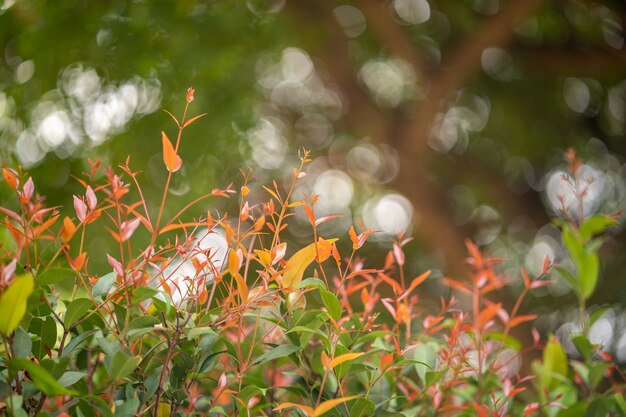 Cultivo de hojas de manzana rosa australiana contra la naturaleza de fondo bokeh