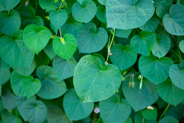 Cultivo de hojas de plantas como fondo