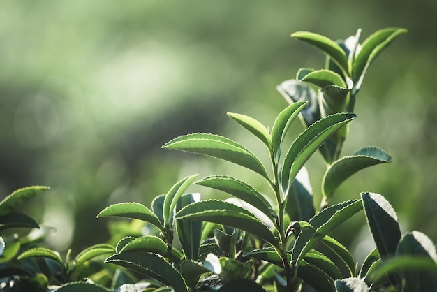 Cultivo de hojas de té