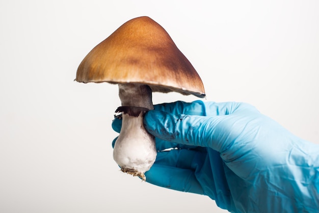 Cultivo de hongos mágicos psilocybe cubensis