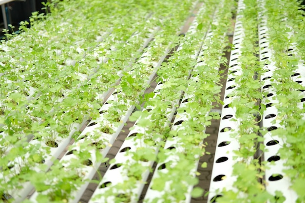 Cultivo de hortalizas de apio en vivero de plantas en granja hidropónica