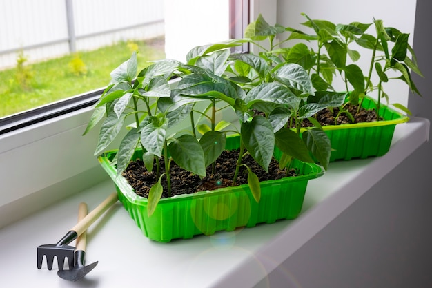 Cultivo de hortalizas, brotes de pimiento morrón a partir de semillas en casa. Agricultura ecológica nacional.