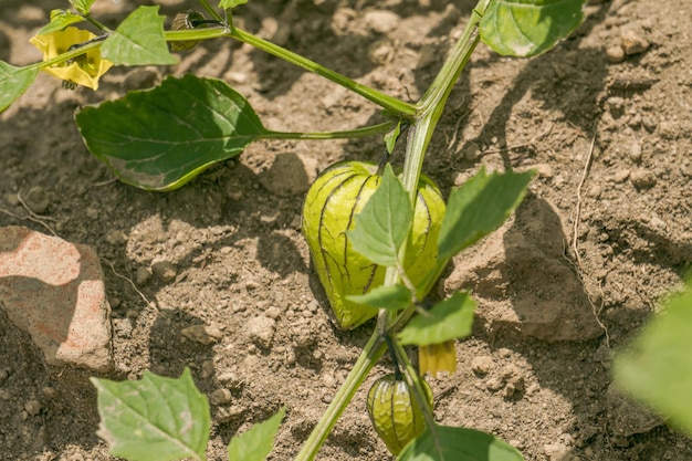 Cultivo de hortalizas frescas verdes en el campo del jardín