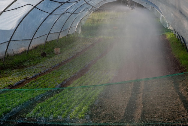 Cultivo de hortalizas en un invernadero.