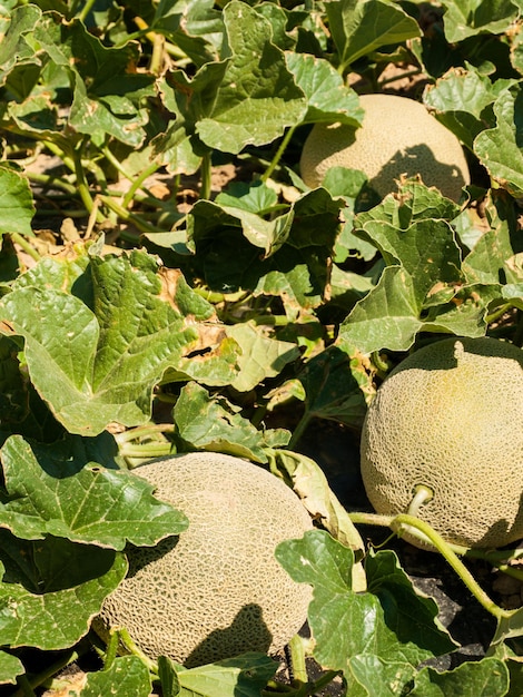 Cultivo de hortalizas orgánicas en la granja en Rocky Ford, Colorado.