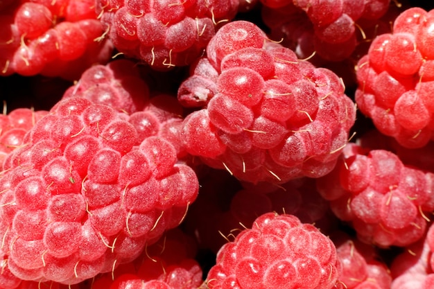 cultivo industrial de framboesa. macro de frutas vermelhas maduras close-up cena de frutas com framboesa