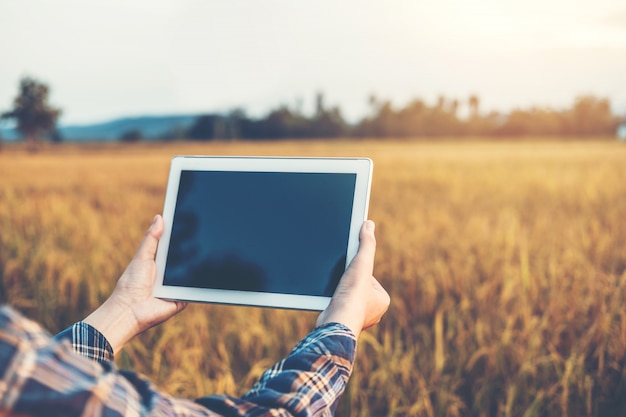 Cultivo inteligente Tecnologia agrícola e agricultura orgânica Mulher usando o tablet de pesquisa e estudando o desenvolvimento de variedades de arroz no campo de arroz