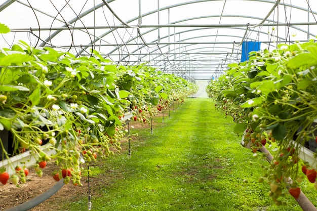 Cultivo en un invernadero de fresas y fresas.