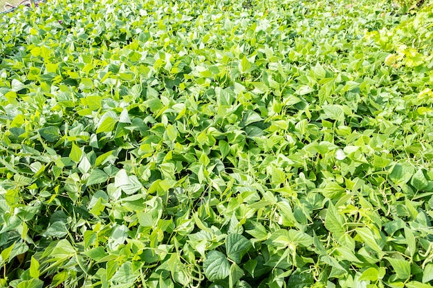 Cultivo de judías verdes en un jardín de permacultura en verano