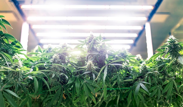 Cultivo de laboratorio de ciencia de marihuana de cannabis para aumentar el THC CBD químico en la flor de cannabis Invernadero de cannabis entorno de control cercano para uso médico