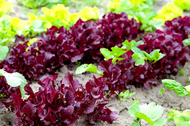 Cultivo de lechuga en un campo agrícola