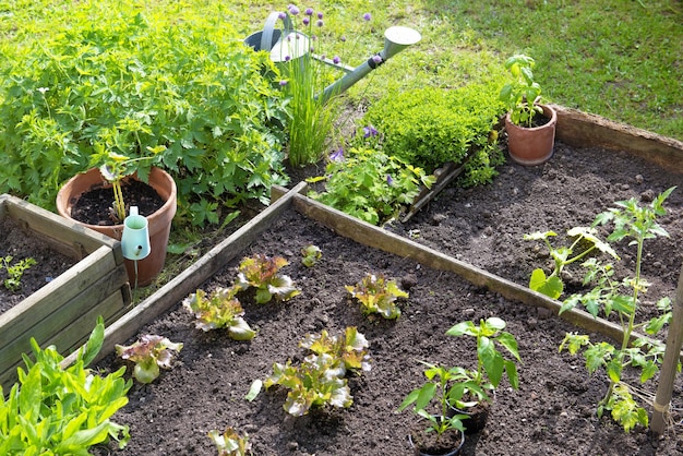 Cultivo de lechuga y plántulas de tomate en una cama de madera en un jardín verde