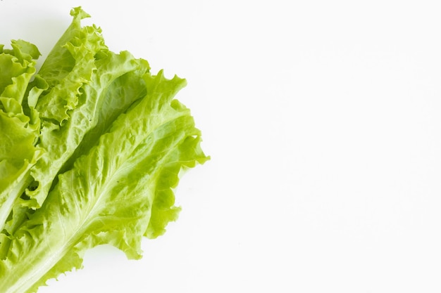 Cultivo de lechuga Problema de la lechuga con mildiú velloso y enfermedad grave de la lechuga