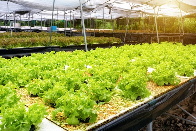 Cultivo de lechuga de roble verde de plantas orgánicas en plantaciones