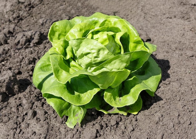 cultivo de lechuga verde en el jardín agricultura olericulture concepto de alimentos orgánicos