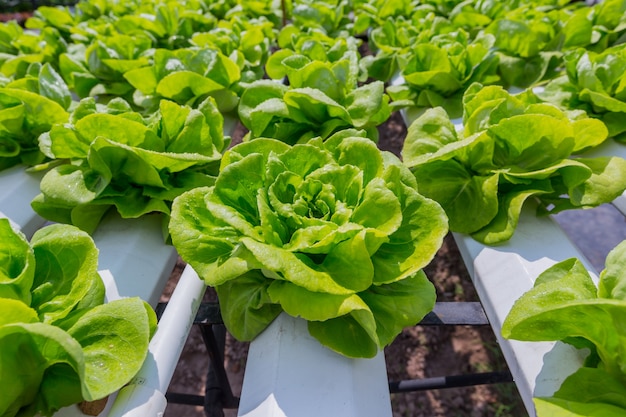 Cultivo de lechuga verde en tecnología hidropónica