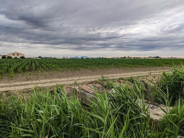 El cultivo de maíz en Italia bajo un cielo tormentoso en primavera