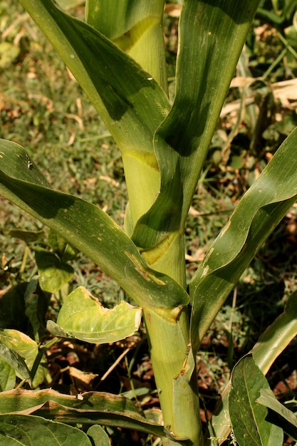 Cultivo de maíz en tierras agrícolas