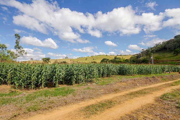 Cultivo de maíz transgénico en una pequeña propiedad rural en Guaraní