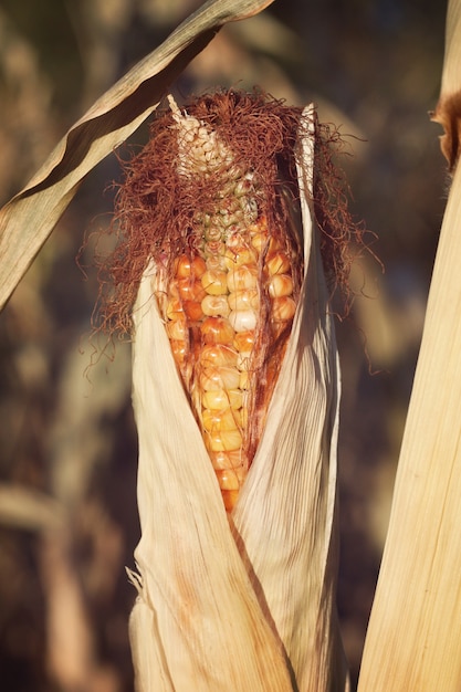 Foto el cultivo del maíz