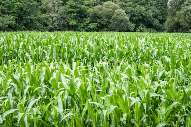 Foto cultivo de maizal y arboles