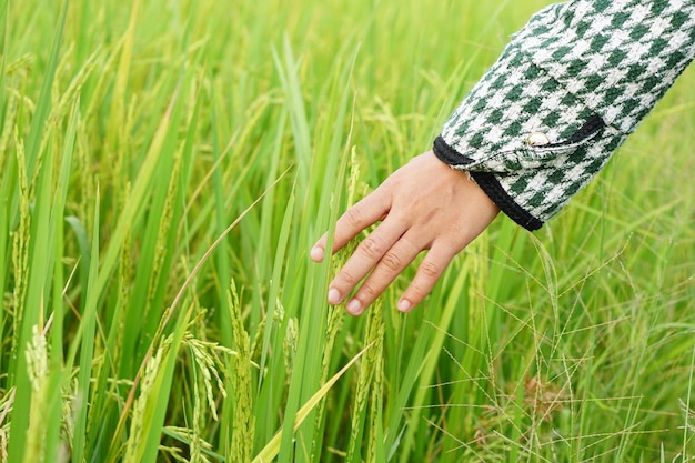 El cultivo de manos toca suavemente el arroz joven en el campo de arroz tomándose de la mano bajo la cálida luz del sol