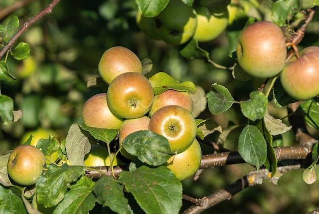 Cultivo de manzanas en manzano en jardín, luz natural.