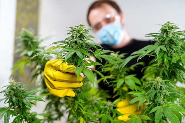 Cultivo de marihuana medicinal hombre con una máscara y guantes comprueba una planta de cannabis