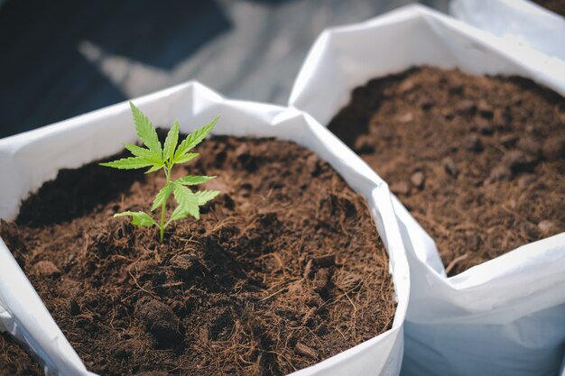 Cultivo de marihuana planta de hierba de marihuana en granja al aire libre