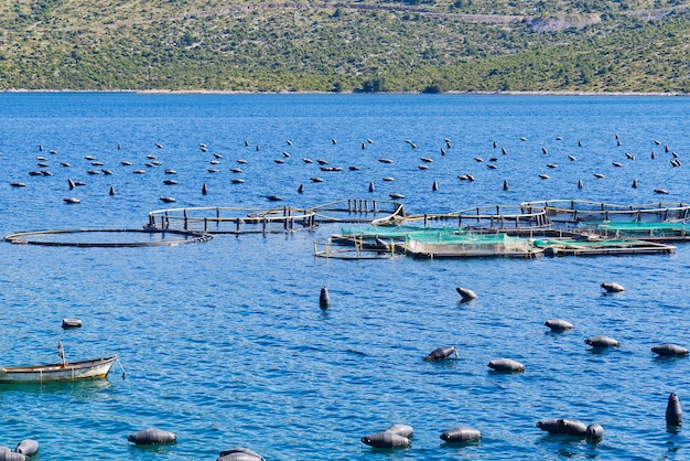 Cultivo de mejillones en el mar adriático durante el verano croacia