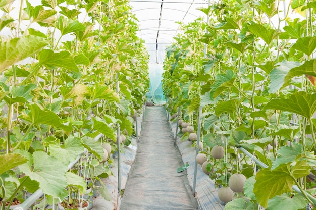 Cultivo de melones en invernadero, melón joven en granja orgánica